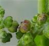  Perianth with fruits
